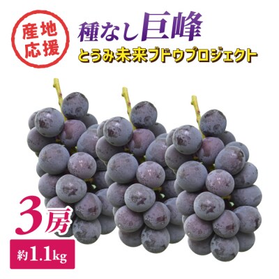 ぶどうの産地を応援!!とうみ未来ブドウプロジェクトと子どもたちが送る　種なし巨峰 3房