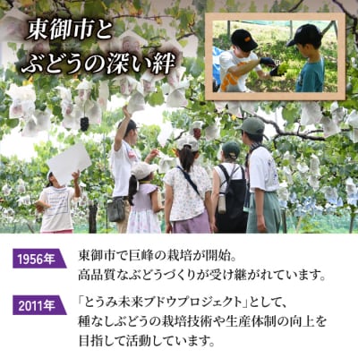 ぶどうの産地を応援!!とうみ未来ブドウプロジェクトと子どもたちが送る　種なし巨峰 3房