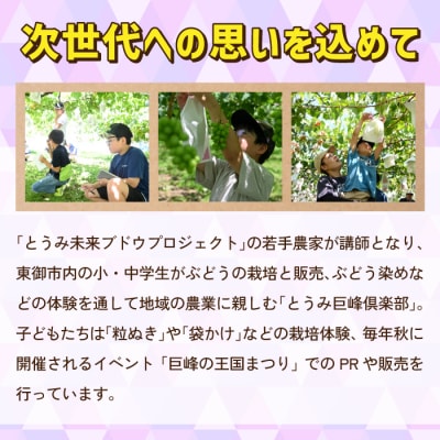 ぶどうの産地を応援!!とうみ未来ブドウプロジェクトと子どもたちが送る　種なし巨峰 3房