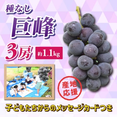 ぶどうの産地を応援!!とうみ未来ブドウプロジェクトと子どもたちが送る　種なし巨峰 3房