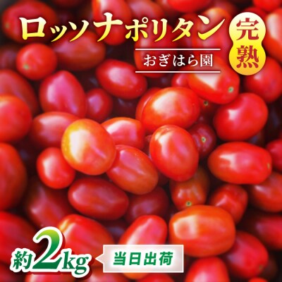 【おぎはら園】農家直送!朝採れイタリアンミニトマト「ロッソナポリタン」約2kg