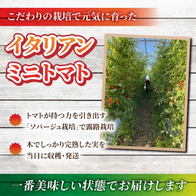 【おぎはら園】農家直送!朝採れイタリアンミニトマト「ロッソナポリタン」約2kg