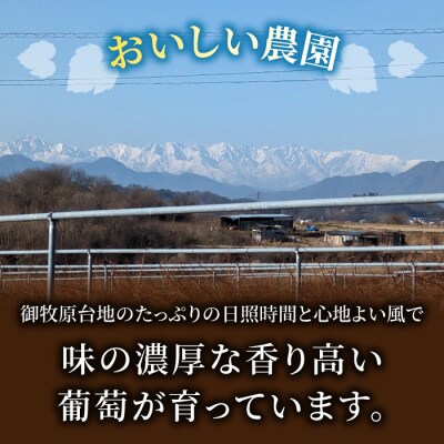 【おいしい農園】ロゼワイン「御牧原504」1本