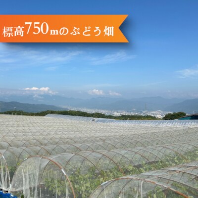 【鐘美館】標高750mで育ったシャインマスカット1キロ以上(2～3房)