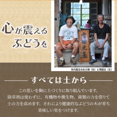 【鐘美館】標高750mで育ったシャインマスカット2キロ以上(4～5房) 