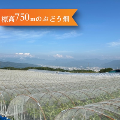 【先行受付2026年発送】標高750mで育ったシャインマスカット4キロ以上(8～10房)|鐘美館