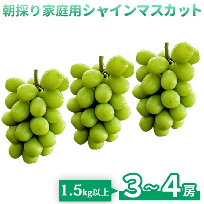 【とねが果樹園】家庭用 シャインマスカット3～4房(1.5kg以上)|日・月限定発送、発送指定不可