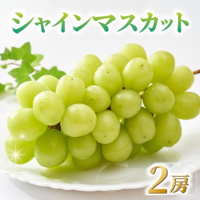 シャインマスカット ご贈答品 2房(月曜、火曜、金曜発送限定)