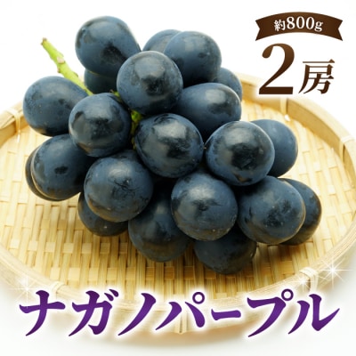 ナガノパープル 2房 ご贈答品(月曜、火曜、金曜発送限定)