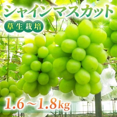 完熟シャインマスカット 約1.6～1.8kg(月曜、火曜、金曜発送限定)