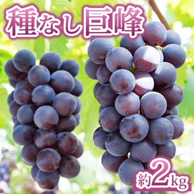【Grape Farm Kodaira】種なし巨峰　約2kg(4～6房)