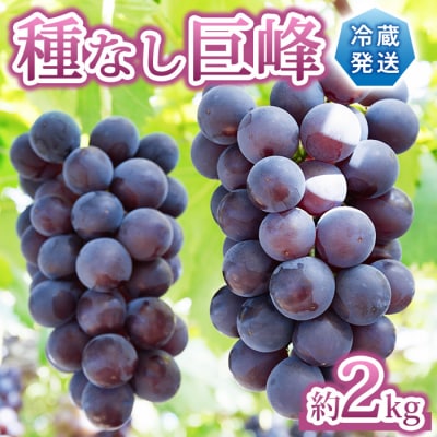 【先行受付2026年発送】種なし巨峰　約2kg(4～6房)【Grape Farm Kodaira】