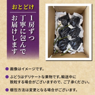 先行受付2026年発送【Grape Farm Kodaira】種なし巨峰　約2kg(4～6房)