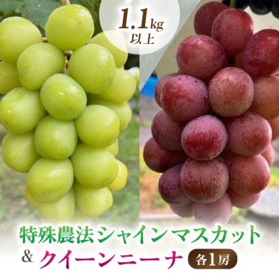 【信州東御ぶどう園】特殊農法シャインマスカット&クイーンニーナ、各1房(1.1kg以上)贈答用