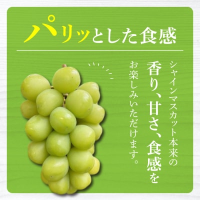 【信州東御ぶどう園】特殊農法シャインマスカット2房(1.1kg以上)贈答用