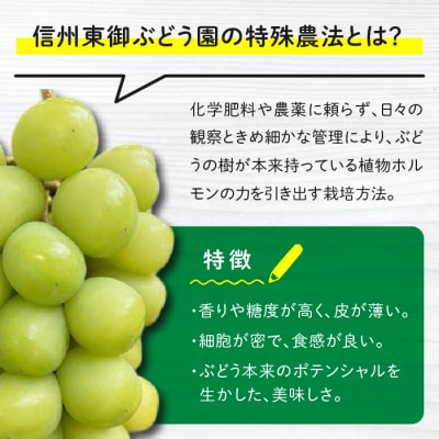 【信州東御ぶどう園】特殊農法シャインマスカット2房(1.1kg以上)贈答用