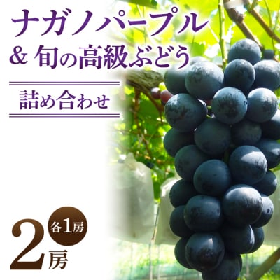 ナガノパープル&高級ぶどう詰め合わせ ご贈答品 2房(月曜、火曜、金曜発送限定)