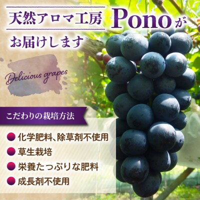 ナガノパープル&高級ぶどう詰め合わせ ご贈答品 2房(月曜、火曜、金曜発送限定)