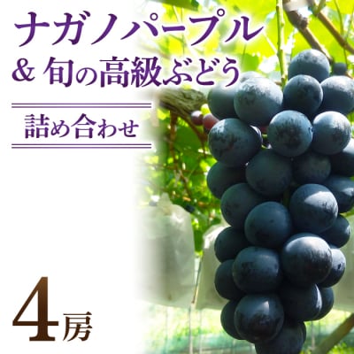 ナガノパープル&高級ぶどう詰め合わせ ご贈答品 4房(月曜、火曜、金曜発送限定)
