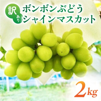 【先行受付2026年発送】訳アリボンボンぶどう!シャインマスカットたっぷり2kg|信州東御ぶどう園