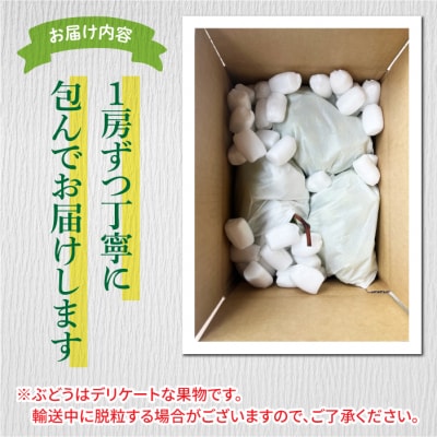 【先行受付2026年発送】訳アリボンボンぶどう!シャインマスカットたっぷり2kg|信州東御ぶどう園