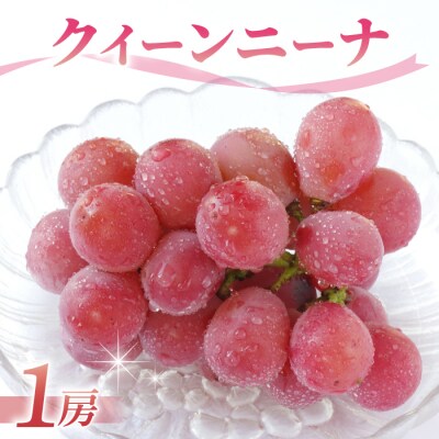 クイーンニーナ ご贈答品 大房1房(月曜、火曜、金曜発送限定。指定不可)