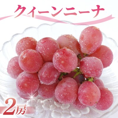 クイーンニーナ ご贈答品 大房2房(月曜、火曜、金曜発送限定)