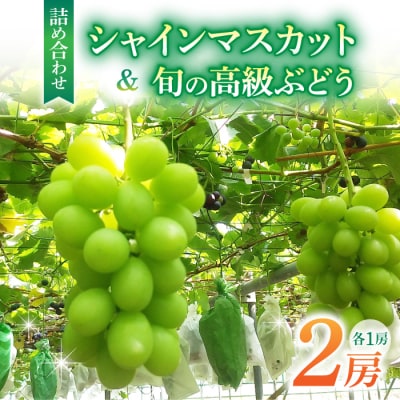 シャインマスカット&高級ぶどう詰め合わせ ご贈答品 2房
