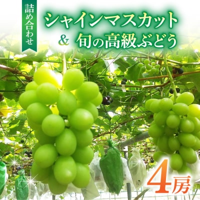 シャインマスカット&高級ぶどう詰め合わせ ご贈答品 4房