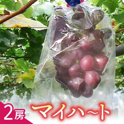 マイハート2房 ご贈答品 高級葡萄(月、火、金曜日発送限定。発送日、発送曜日指定不可)
