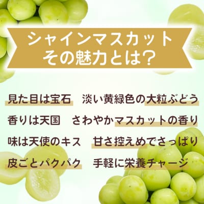 【先行受付2026年発送】わけありシャインマスカット約1.1kg(2～3房)|清水農園 