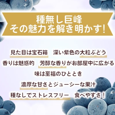 【清水農園】わけあり種無し巨峰約1kg(2～3房)※2025年9月中旬以降発送予定