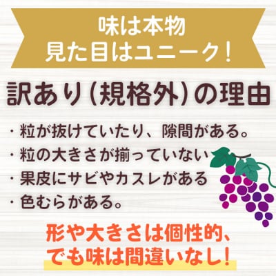 【清水農園】わけあり種無し巨峰約1kg(2～3房)※2025年9月中旬以降発送予定