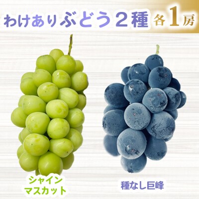 【先行受付2026年発送】わけあり2種のぶどうセット(シャインマスカット、種無し巨峰)各1房 