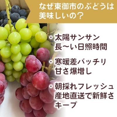 【先行受付2026年発送】わけあり2種のぶどうセット(シャインマスカット、種無し巨峰)各1房 