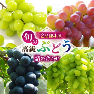 旬の高級ぶどう詰め合わせ ご贈答品 4房(月、火、金曜日発送限定。発送日、発送曜日指定不可)