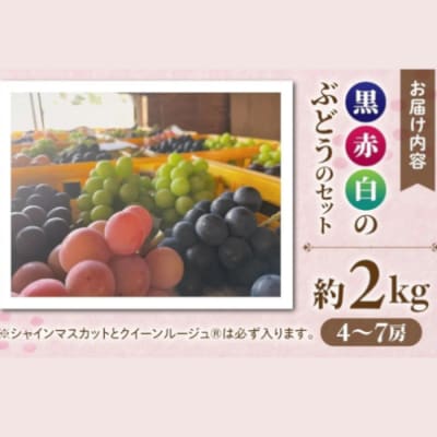 【2026年先行受付】農家直送!贈答用3色ぶどうの詰め合わせセット 2kg(4~7房)|おぎはら園