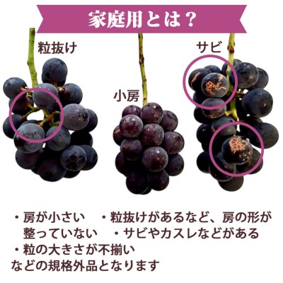 先行受付2026年発送【Grape Farm Kodaira】家庭用種なし巨峰　約1.5kg