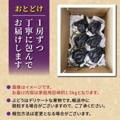 先行受付2026年発送【Grape Farm Kodaira】家庭用種なし巨峰　約1.5kg