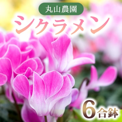 【丸山農園】お部屋を彩るシクラメン1鉢(6号鉢)