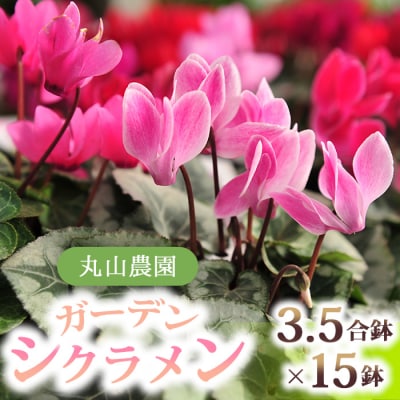 冬を彩るガーデンシクラメン3.5号鉢(プラ化粧鉢つき)15鉢【丸山農園】