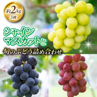 2026年先行受付【若林農園】シャインマスカットと旬の3種のぶどう詰め合わせセット 約2kg