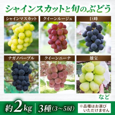 【2026年先行受付】シャインマスカットと旬の3種のぶどう詰め合わせセット 約2kg【若林農園】