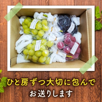 2026年先行受付【若林農園】シャインマスカットと旬の3種のぶどう詰め合わせセット 約2kg