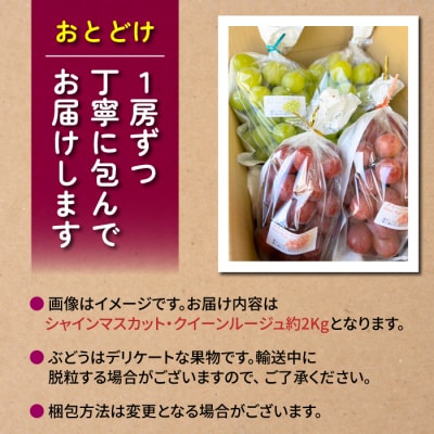シャインマスカット&クイーンルージュ(R)各2房　合計約2kg良品サイズ色々詰め合わせセット