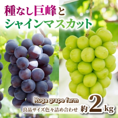 【先行受付2026年発送】シャインマスカット&種なし巨峰　合計約2kg良品サイズ色々詰め合わせセット