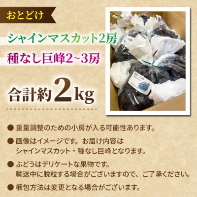 【先行受付2026年発送】シャインマスカット&種なし巨峰　合計約2kg良品サイズ色々詰め合わせセット