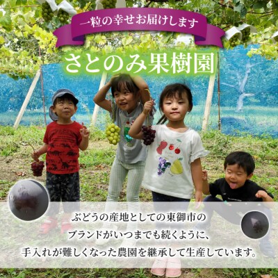【先行受付2026年発送】家庭用種なし巨峰　約3kg(6～9房)※2026年9月上旬以降順次発送