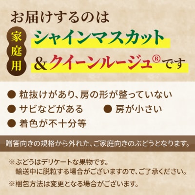 【先行受付2026年発送】家庭用シャインマスカット&クイーンルージュ(R)　合計2kg以上