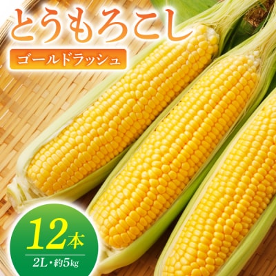 【先行受付2026年発送】農家直送!とうもろこし(ゴールドラッシュ)12本|小林菜園 